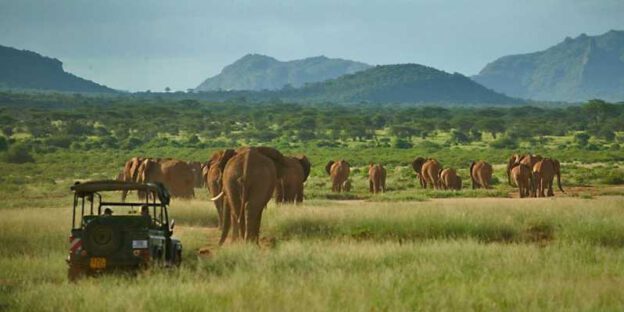 Park Narodowy Samburu Kenia
